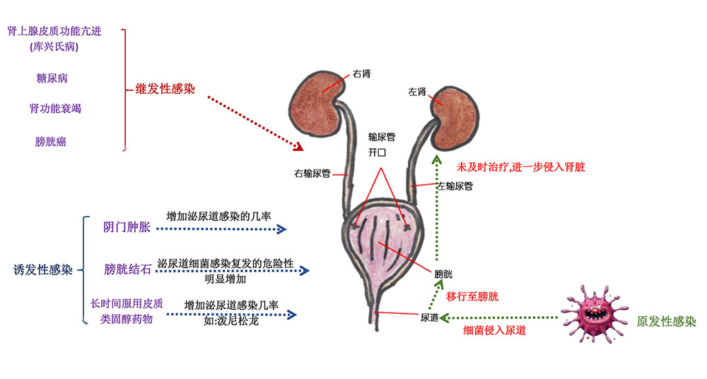 犬泌尿系统疾病