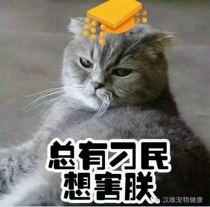 猫粮