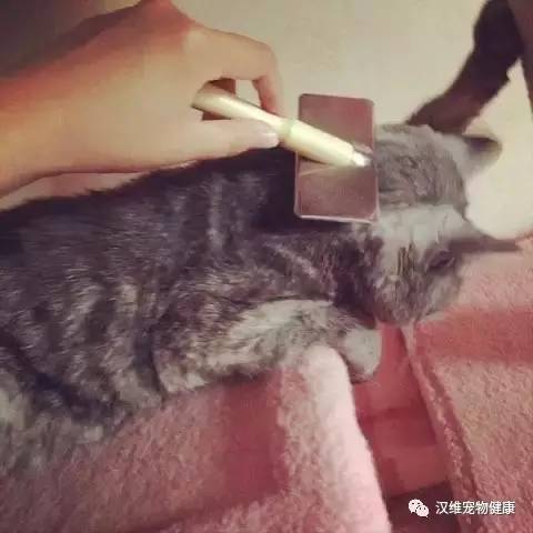 猫驱虫