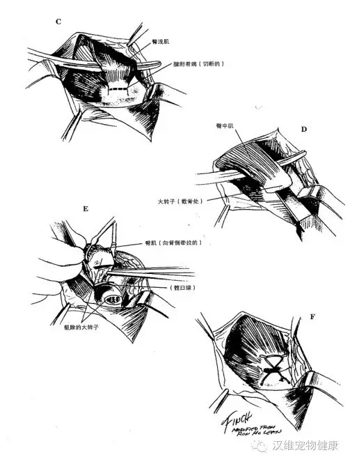 犬髋关节发育不良