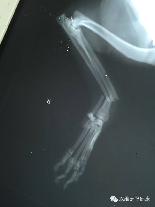 美昔03病例分享右前肢桡尺骨骨折