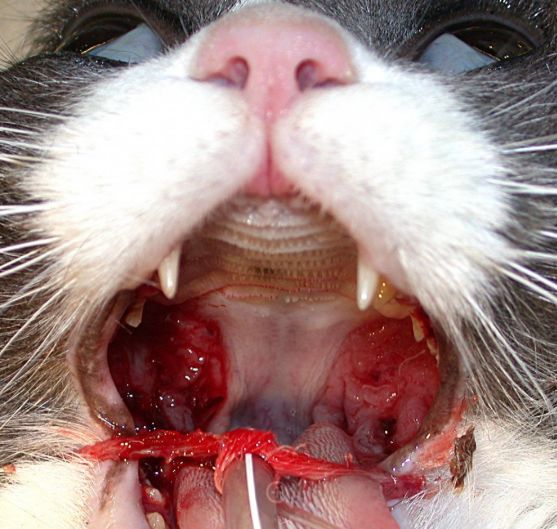 大多数人认为是猫咪的口腔出现炎性症状.正确吗?